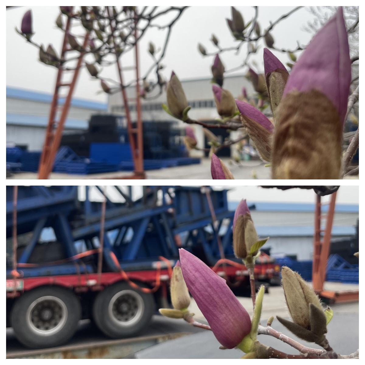 春满伟志，邀您共赴一场“钢”与“花”的约会